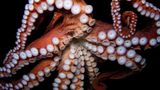 Ein Oktopus