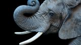 Ein afrikanischer Elefant