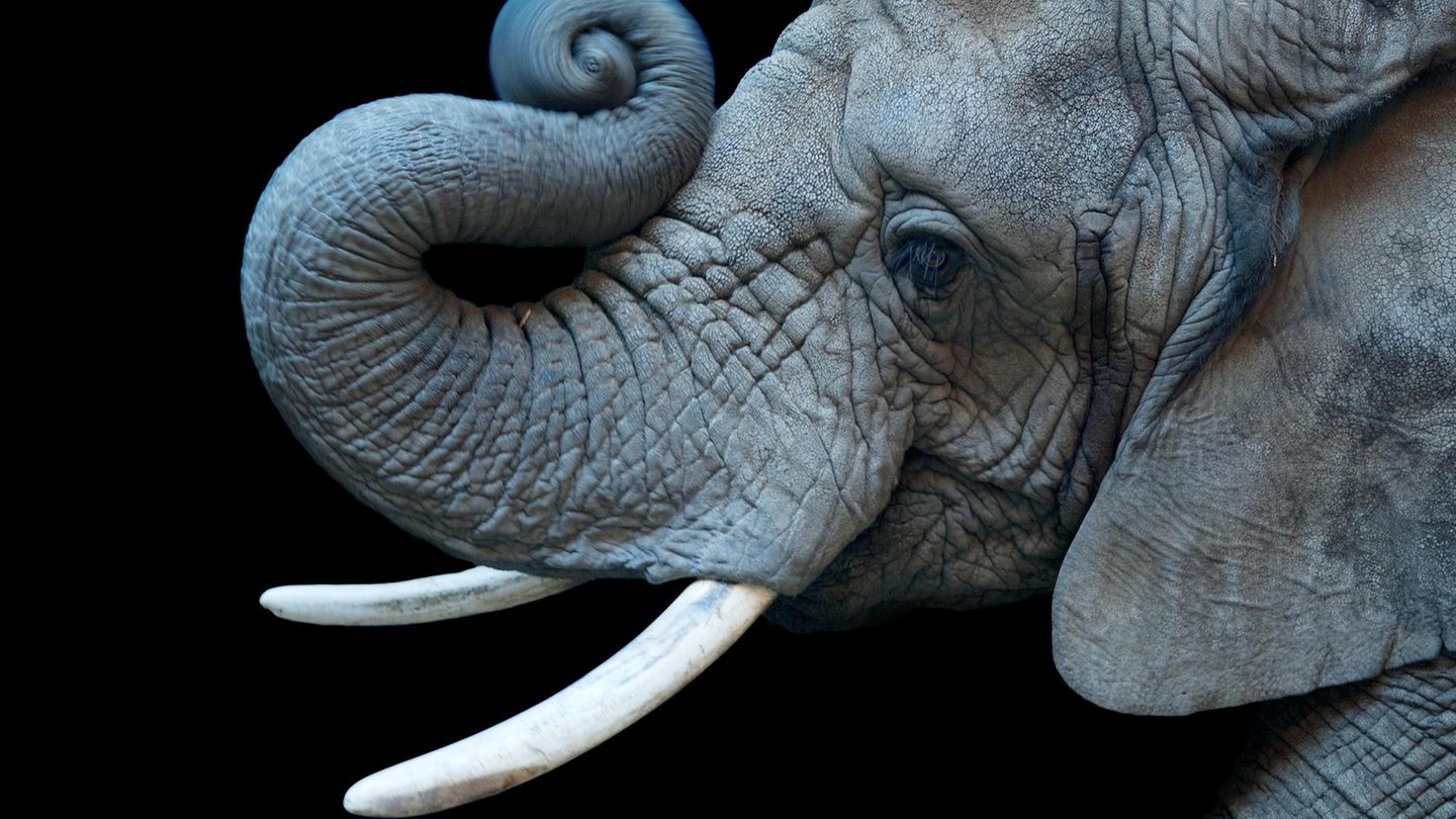 HIRES A female African elephant, Loxodonta africana, at Cheyenne Mountain Zoo. Ein afrikanischer Elefant