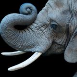 Ein afrikanischer Elefant