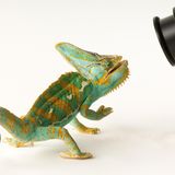 Ein Chamäleon schaut direkt in ein Objektiv