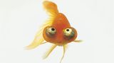 Ein Goldfisch
