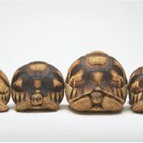 Vier aufgereihte Schnabelschildkröten