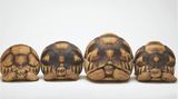 Vier aufgereihte Schnabelschildkröten