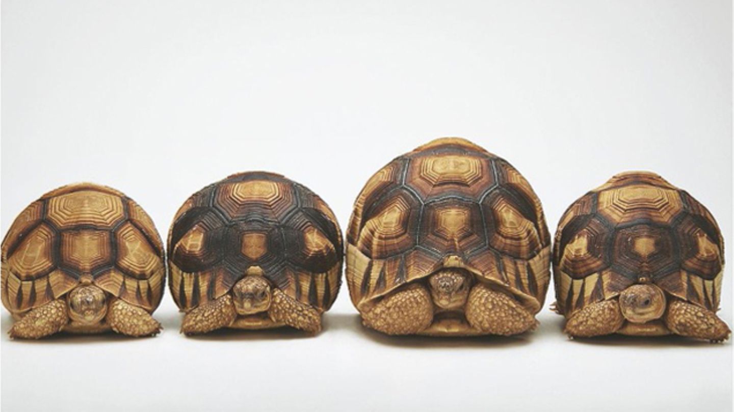 Vier aufgereihte Schnabelschildkröten