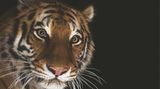 Ein Amur-Tiger