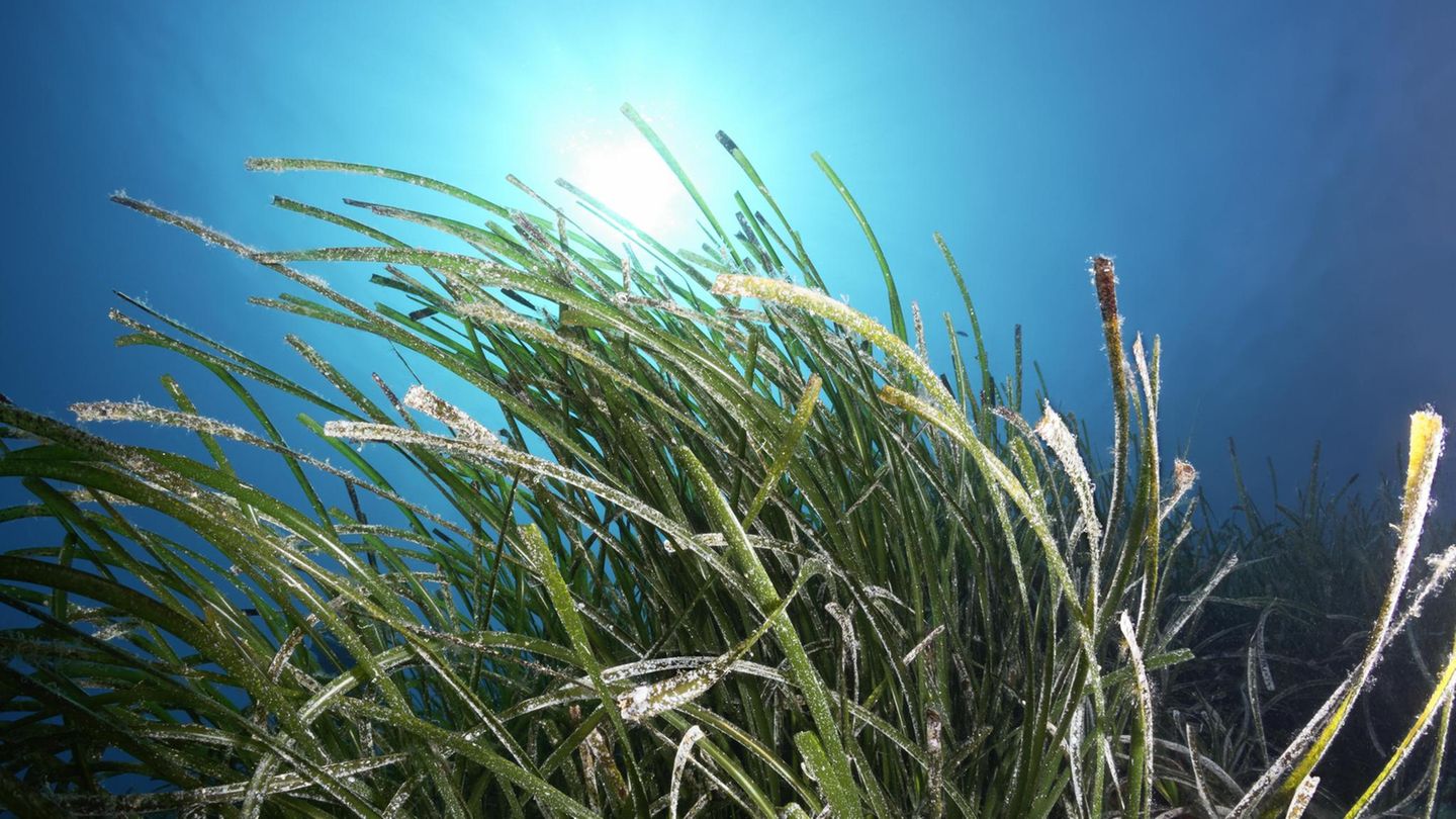 Posidonia oceanica unter Wasser Posidonia oceanica unter Wasser