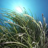 Posidonia oceanica unter Wasser