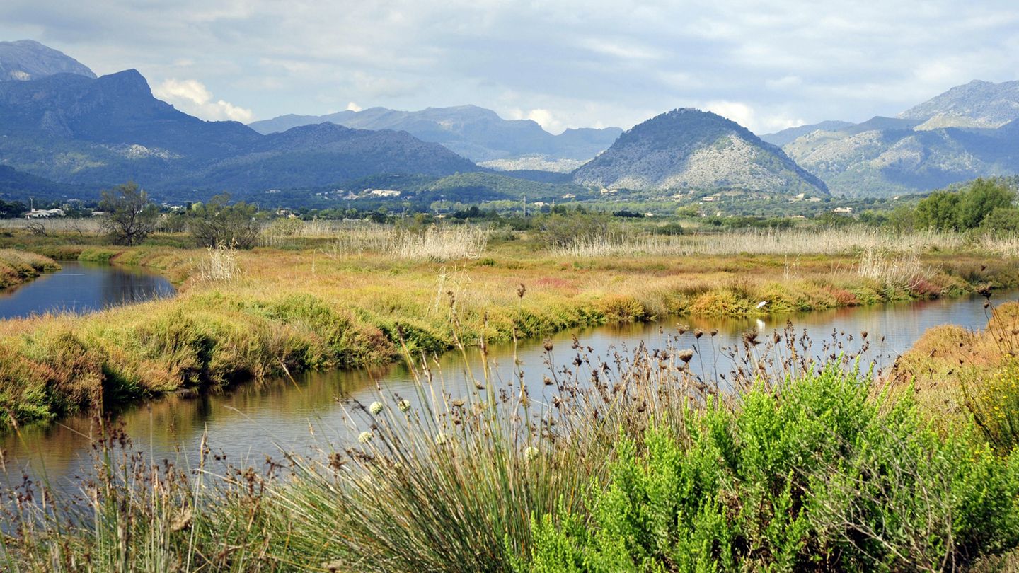 Mallorca, Menorca, Ibiza, Formentera: Bekämpfung invasiver Arten in Feuchtgebieten  Unter invasiven Tierarten leidet die Vielfalt von Flora und Fauna in den Feuchtgebieten der Balearen. Deshalb ist es Ziel dieses Projekts, die natürliche Umwelt zu schützen und die ursprünglichen Ökosysteme wiederherzustellen. Kosten: 332.210 Euro.