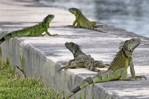 Florida Leguane