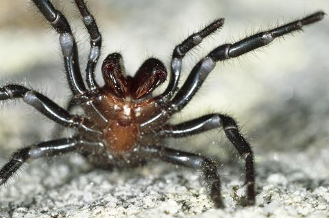Auf Sand richtet eine schwarz-braune Spinne ihre Vorderbeine drohend auf