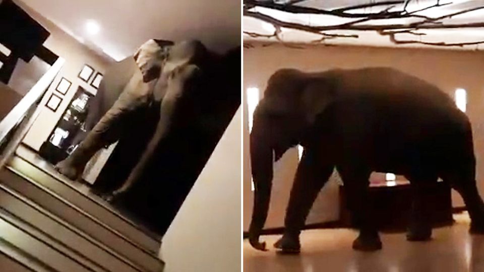 Ein Elefant flaniert ganz gemächlich durch die Empfangshalle eines Hotels in Sri Lanka. Ein Elefant flaniert ganz gemächlich durch die Empfangshalle eines Hotels in Sri Lanka.