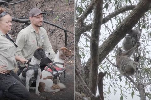 Mit Hilfe von Jagdhunden werden hilflose Koalas aufgespürt