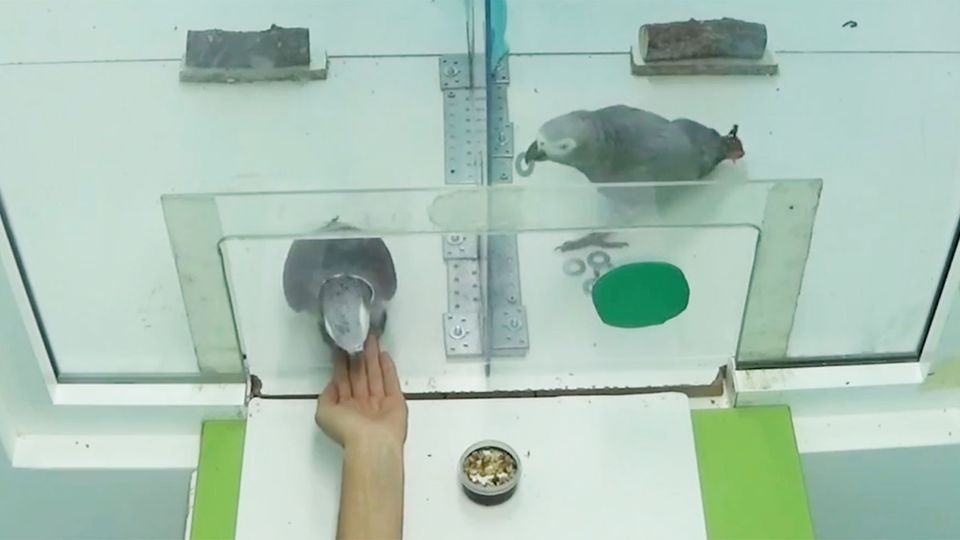 Graupapageien verblüffen mit Sozialverhalten: So selbstlos sind die Vögel