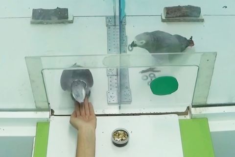 Graupapageien verblüffen mit Sozialverhalten: So selbstlos sind die Vögel