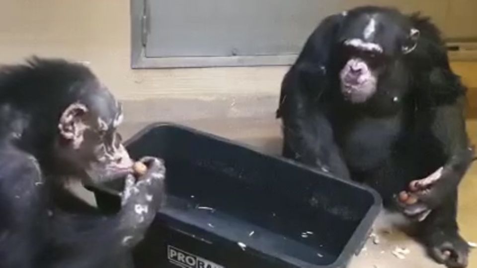 Nach Feuer im Affenhaus: Die Schimpansen Bally und Limbo erholen sich gut.