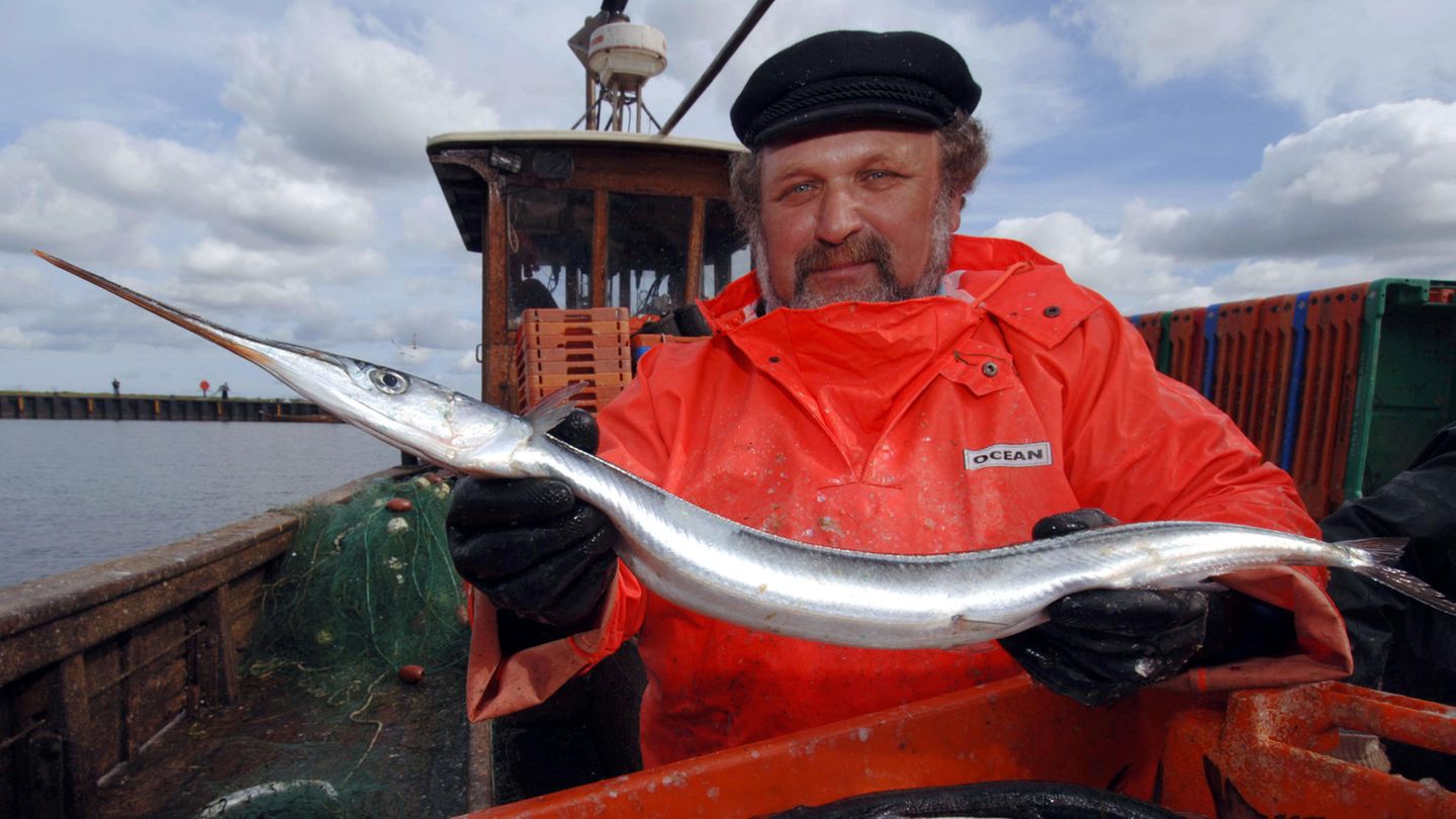 Ein Hornhecht in den Händen eines Fischers
