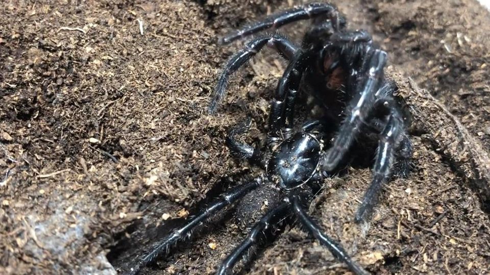 Die Trichternetzspinne, die in der Gegend um Sydney beheimatet ist, hat nun Saison. Trichternetzspinne in Australien