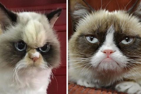 Grumpy Cat