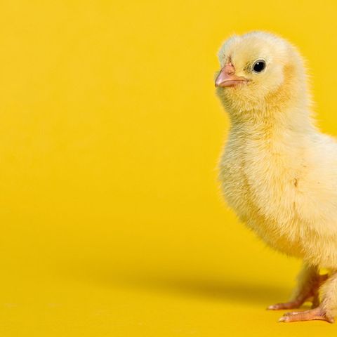 Ein Küken