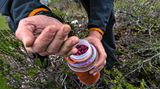 Ein Alpinist sammelt Beeren