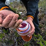 Ein Alpinist sammelt Beeren