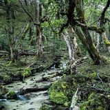 Der Urwald Patagoniens