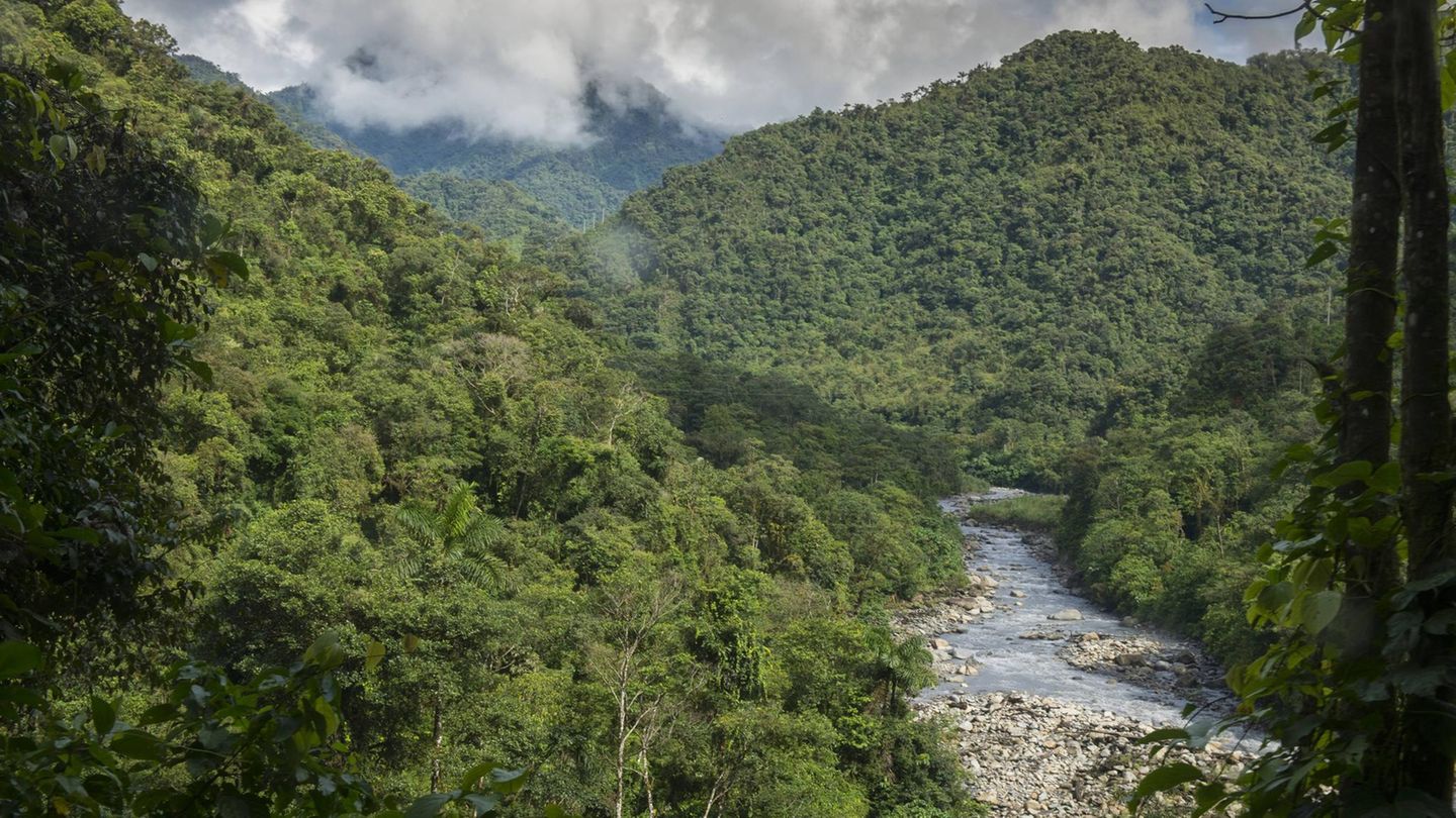 Amazonas