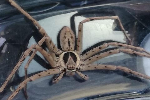 Eine große Spinne mit sehr langen Beinen