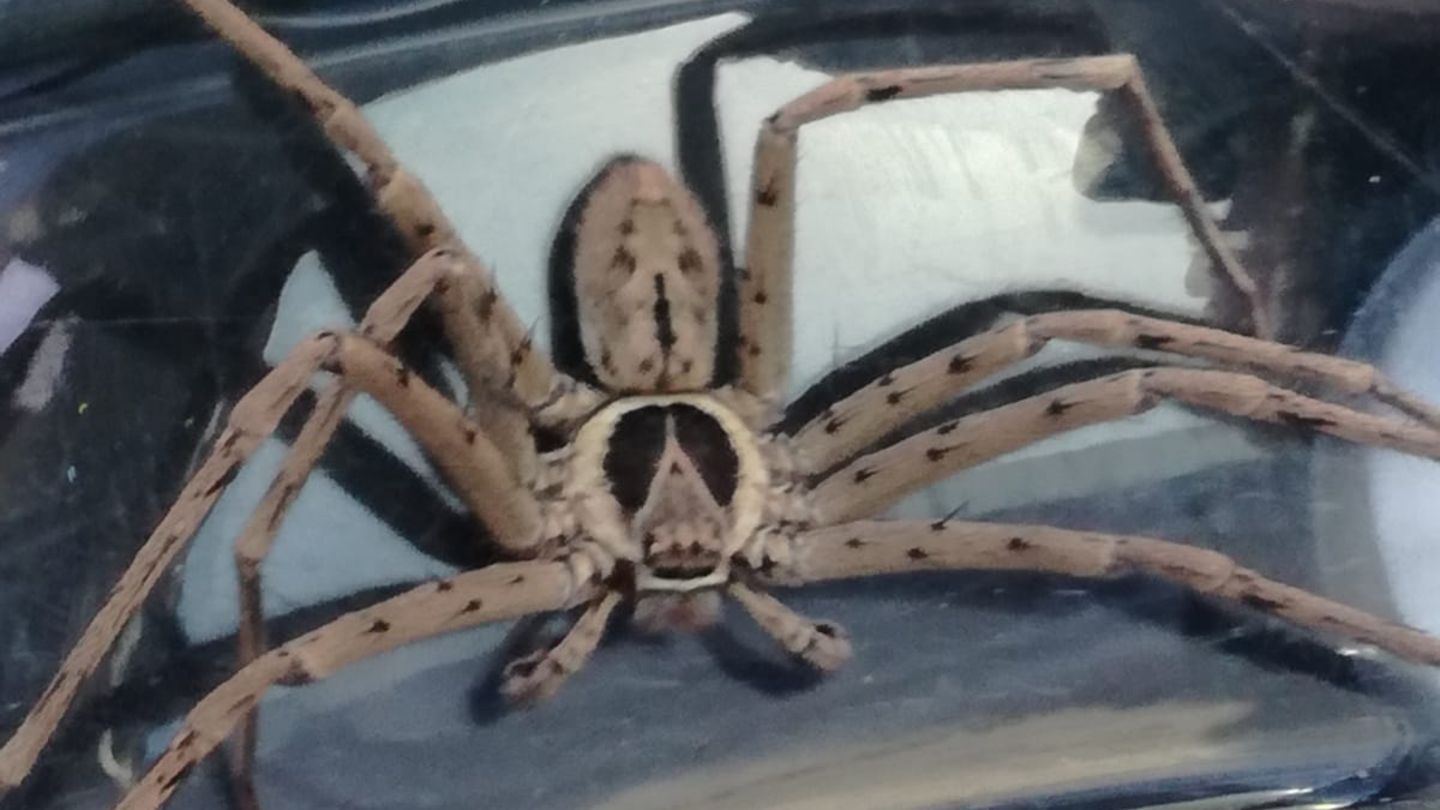 Eine große Spinne mit sehr langen Beinen