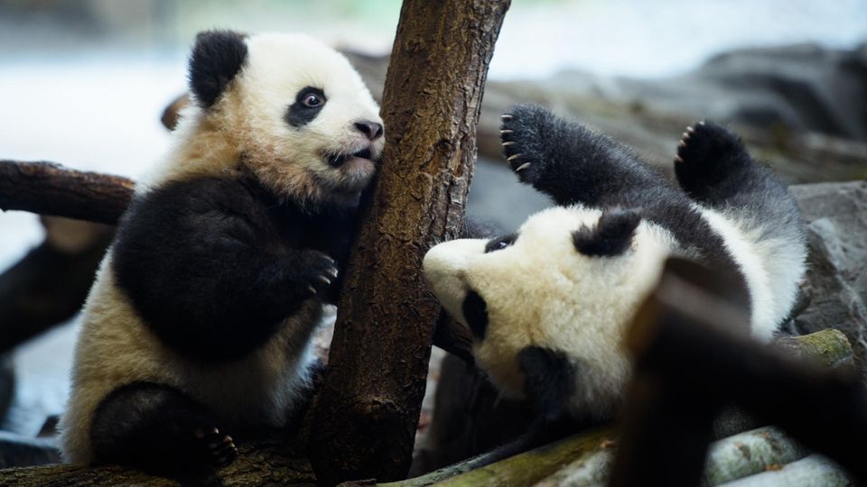 Pit und Paule verzaubern Besucher im Berliner Zoo Pit und Paule verzaubern Besucher im Berliner Zoo