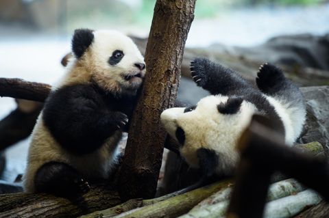 Pit und Paule verzaubern Besucher im Berliner Zoo