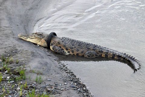 Das Krokodil trägt den Motorrad-Reifen vermutlich schon drei Jahre