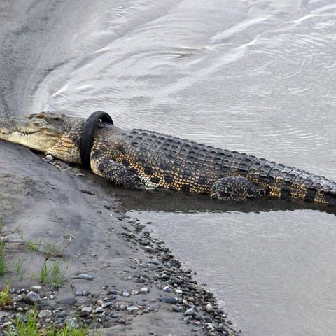 Das Krokodil trägt den Motorrad-Reifen vermutlich schon drei Jahre
