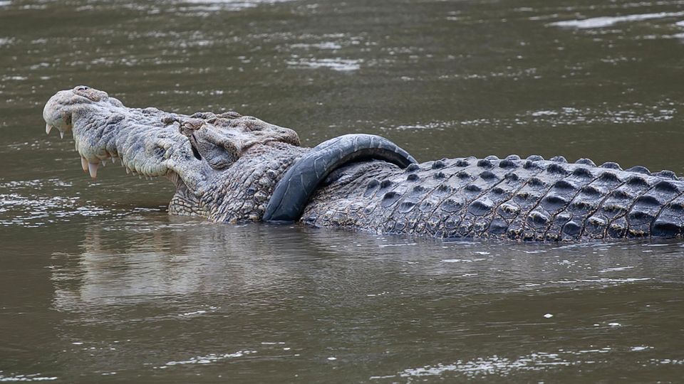Krokodil mit Reifen um den Hals schwimmt im Wasser Krokodil mit Reifen um den Hals schwimmt im Wasser