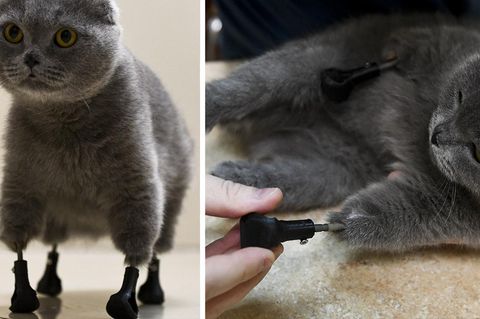 Katze Dymka posiert mit vier neuen Prothesen für die Kamera