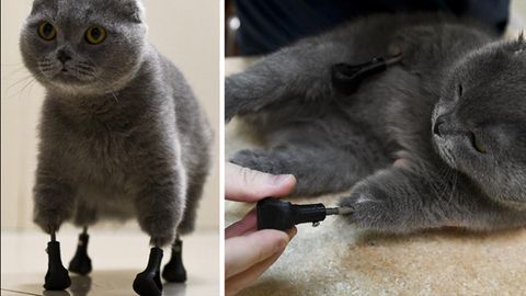 Katze Dymka posiert mit vier neuen Prothesen für die Kamera