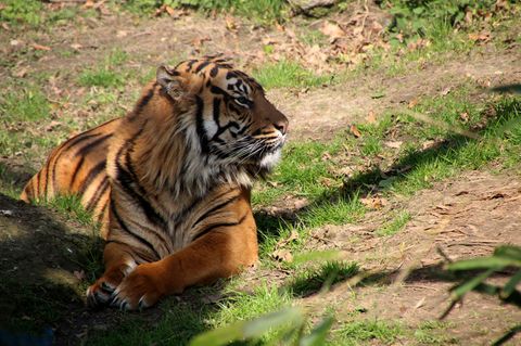 Tiger