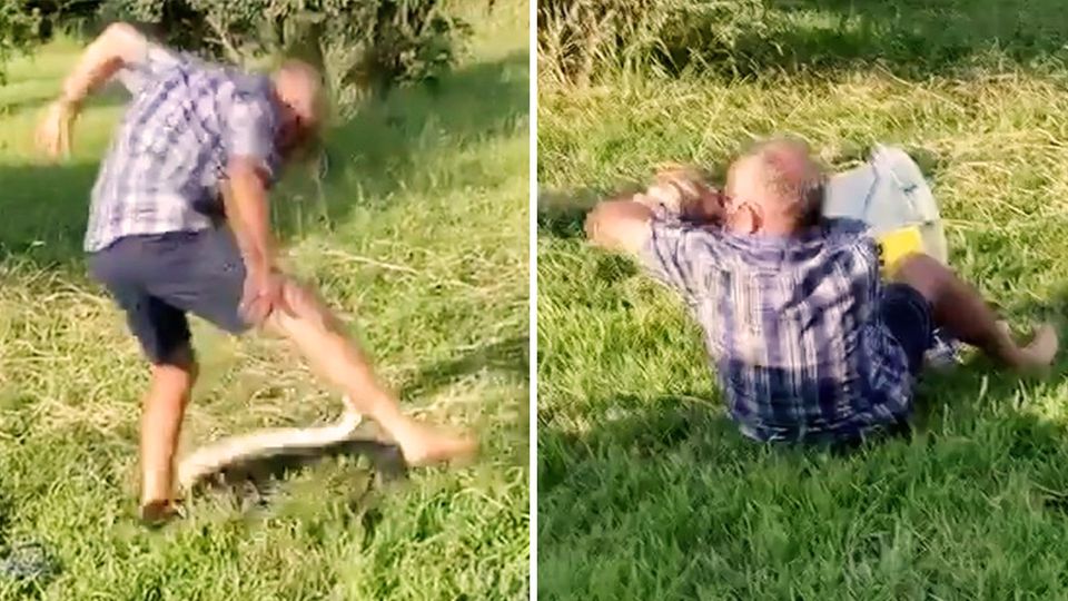 Python greift Schlangenfänger an Python greift Schlangenfänger an