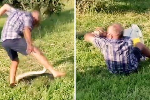 Python greift Schlangenfänger an