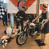 Der British Bike Club zeigt eine BSA DBD 34  - 500 ccm , 42 PS. Es handelt sich um ein Viertakt-Einzylindermotorrad, das von BSA in Birmingham bis 1963 gebaut wurde.