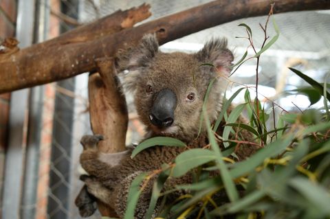 Koala Ian sitzt auf einem Baum im "Fünf-Sterne"-Quartier in Canberra