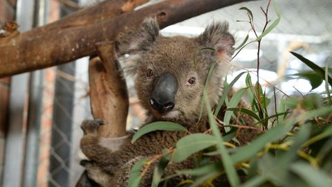 Koala Ian sitzt auf einem Baum im "Fünf-Sterne"-Quartier in Canberra