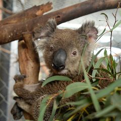 Koala Ian sitzt auf einem Baum im "Fünf-Sterne"-Quartier in Canberra