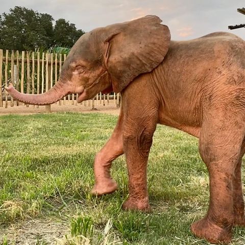Elefant aus Wildererschlinge gerettet