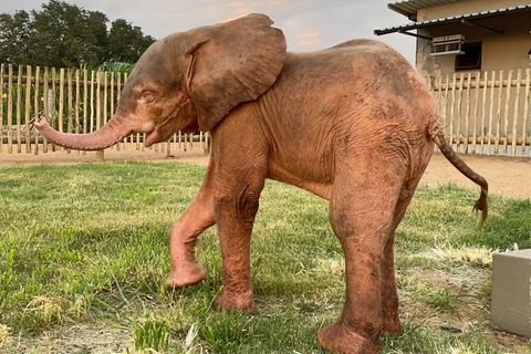 Elefant aus Wildererschlinge gerettet