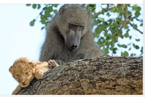 Ein Pavian und ein Löwenjunges beugen sich über einen Ast