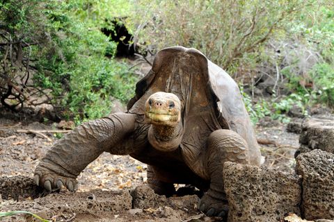 Die Riesenschildkröte Lonesome George