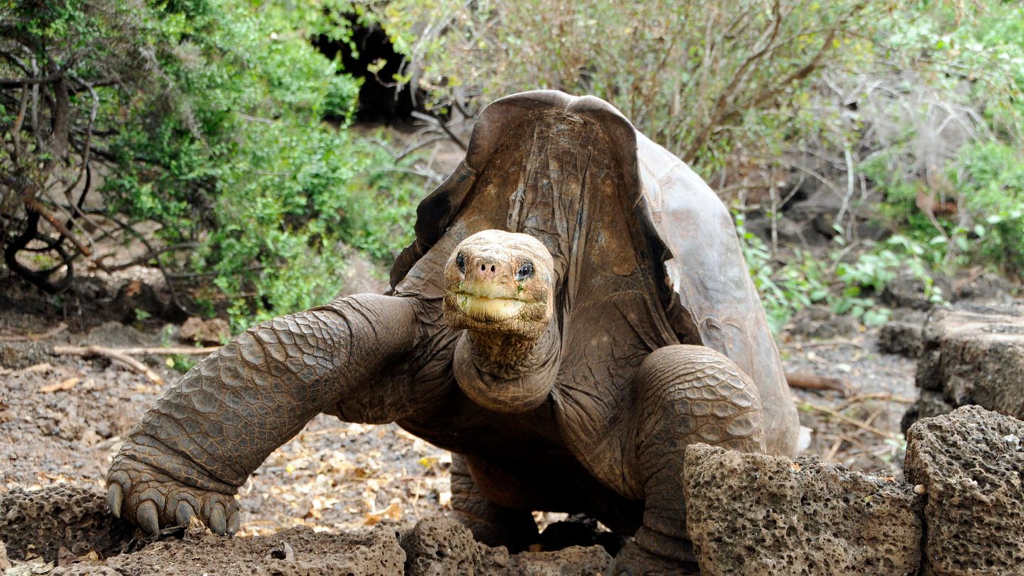Die Riesenschildkröte Lonesome George