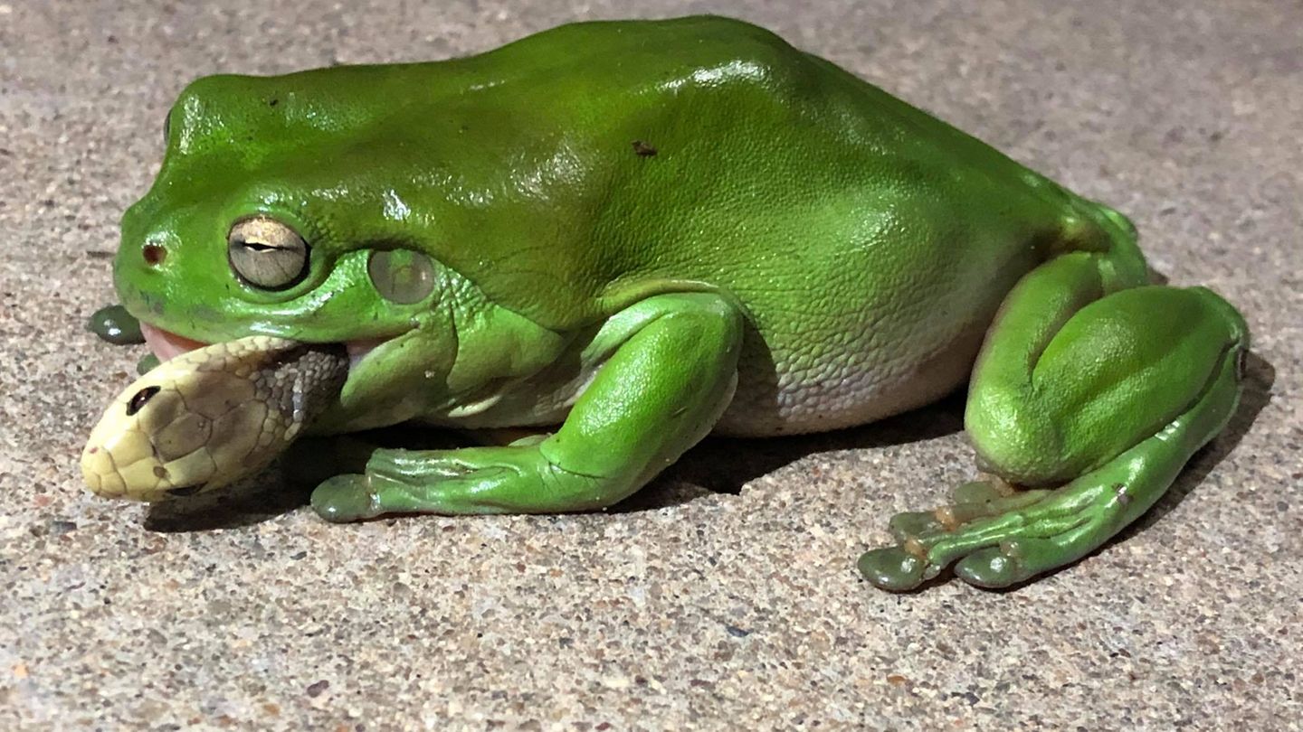 Можно лягушка. Пастушья квакша. Зеленая ядовитая лягушка. Зелёная жаба ядовитая. Лягушка большая.
